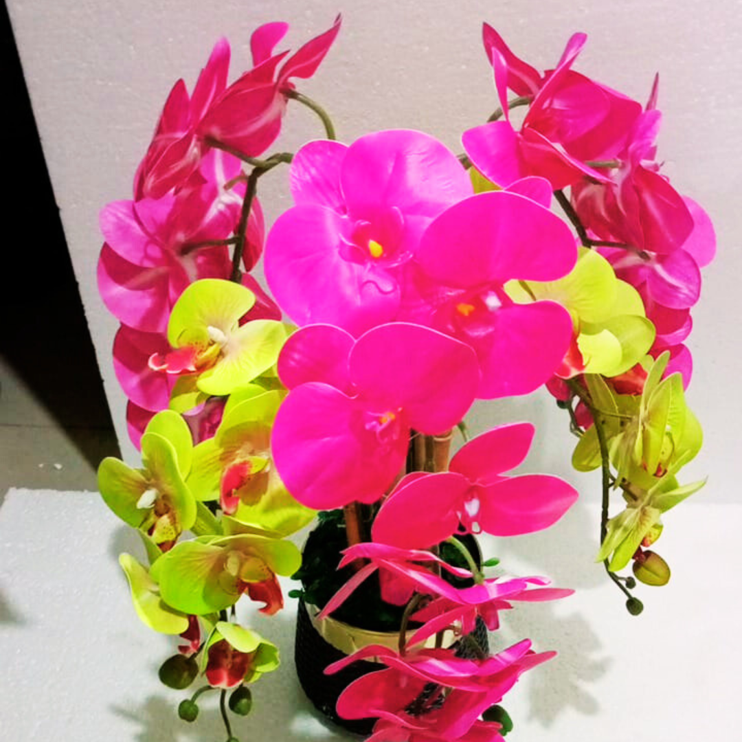 Dual-Tone Orchid Display