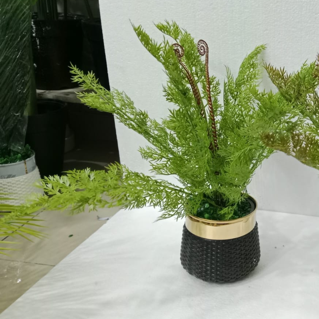 Asparagus Fern Plant with Pot