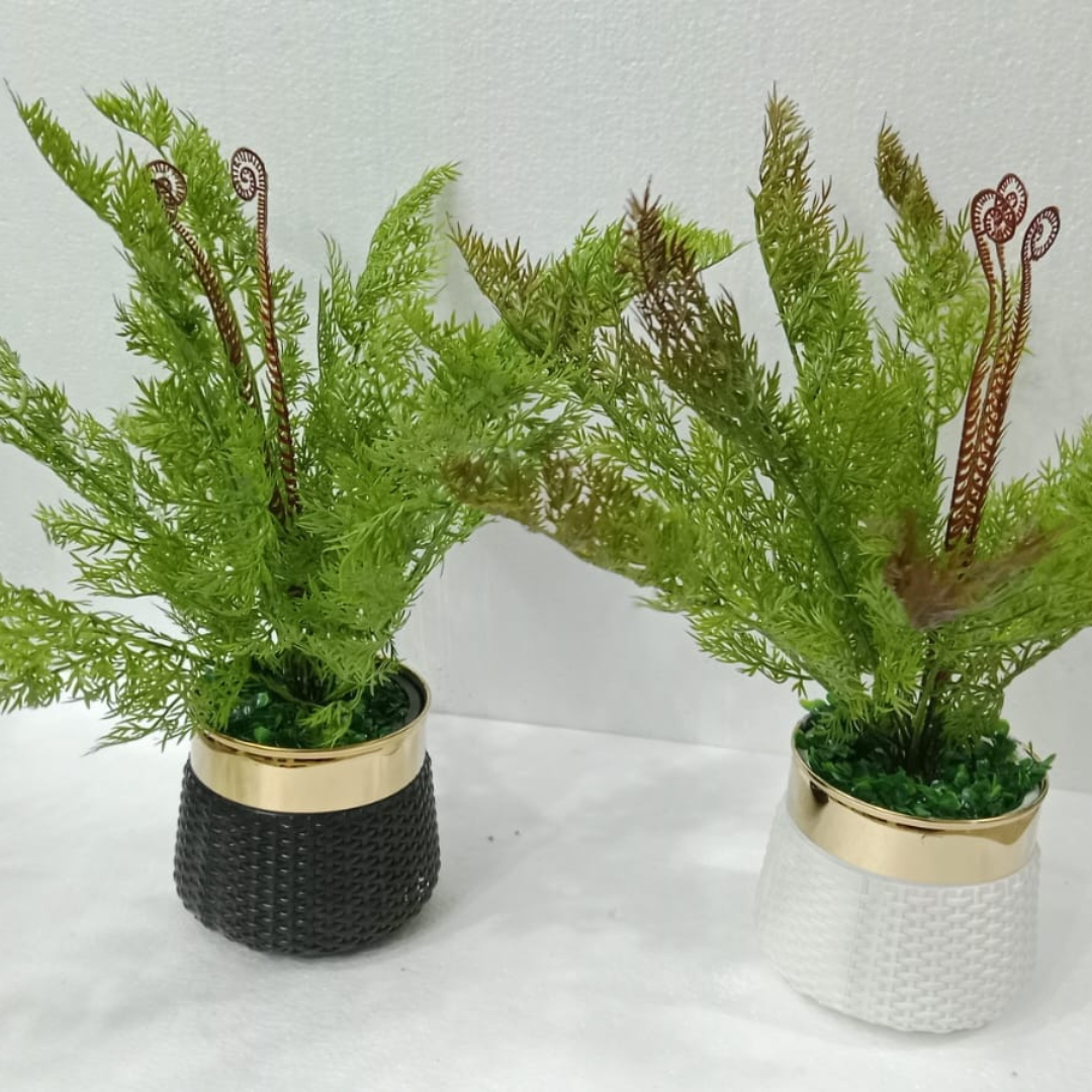 Asparagus Fern Plant with Pot
