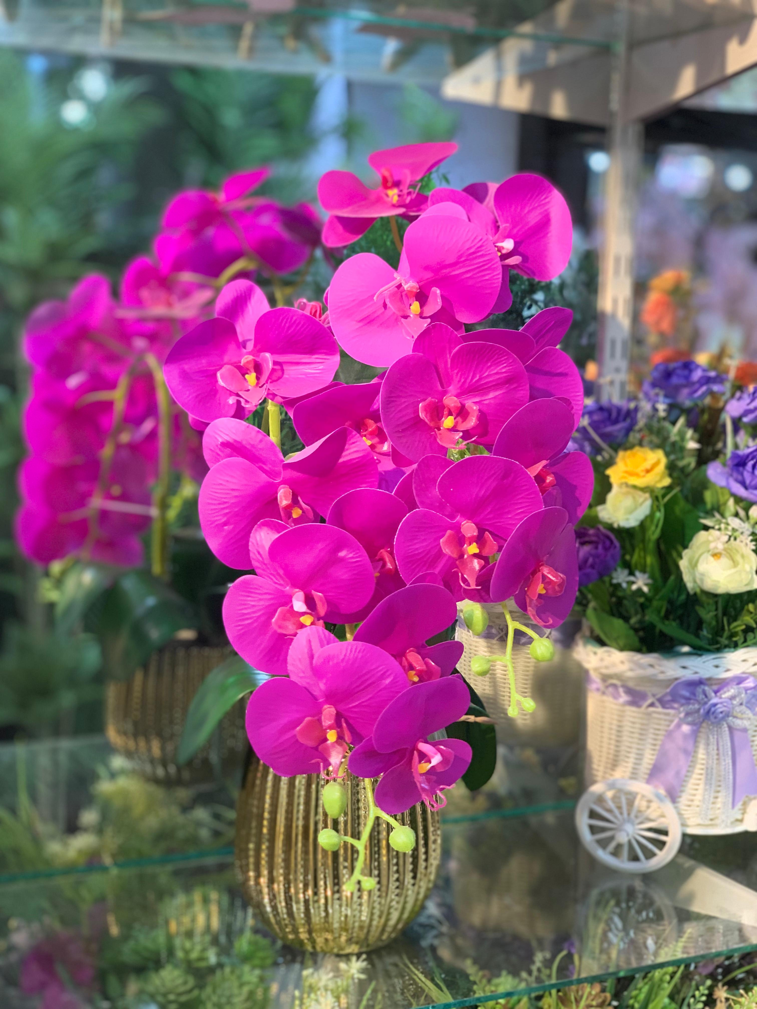 Orchid Oasis With Pot