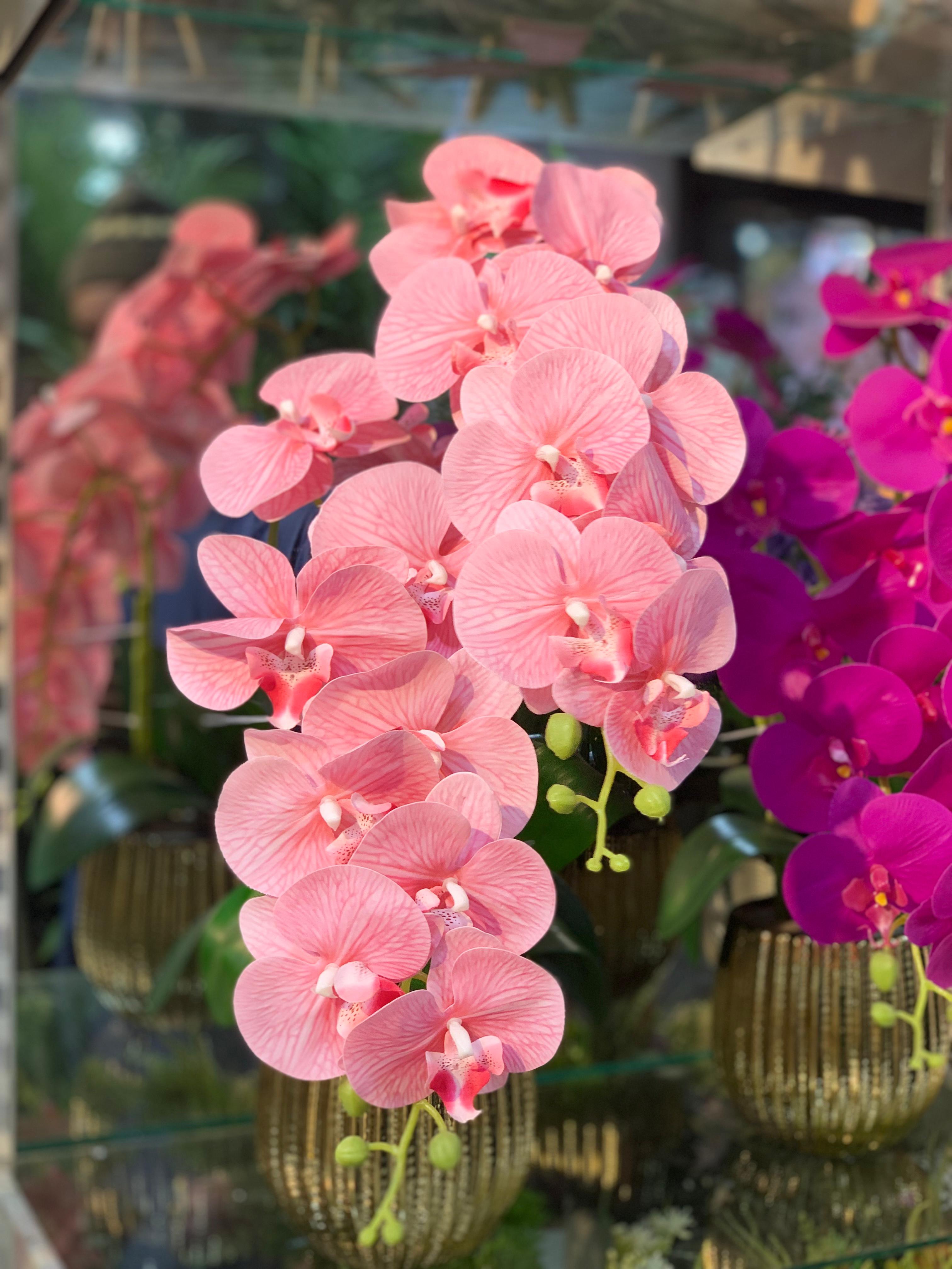 Orchid Oasis With Pot
