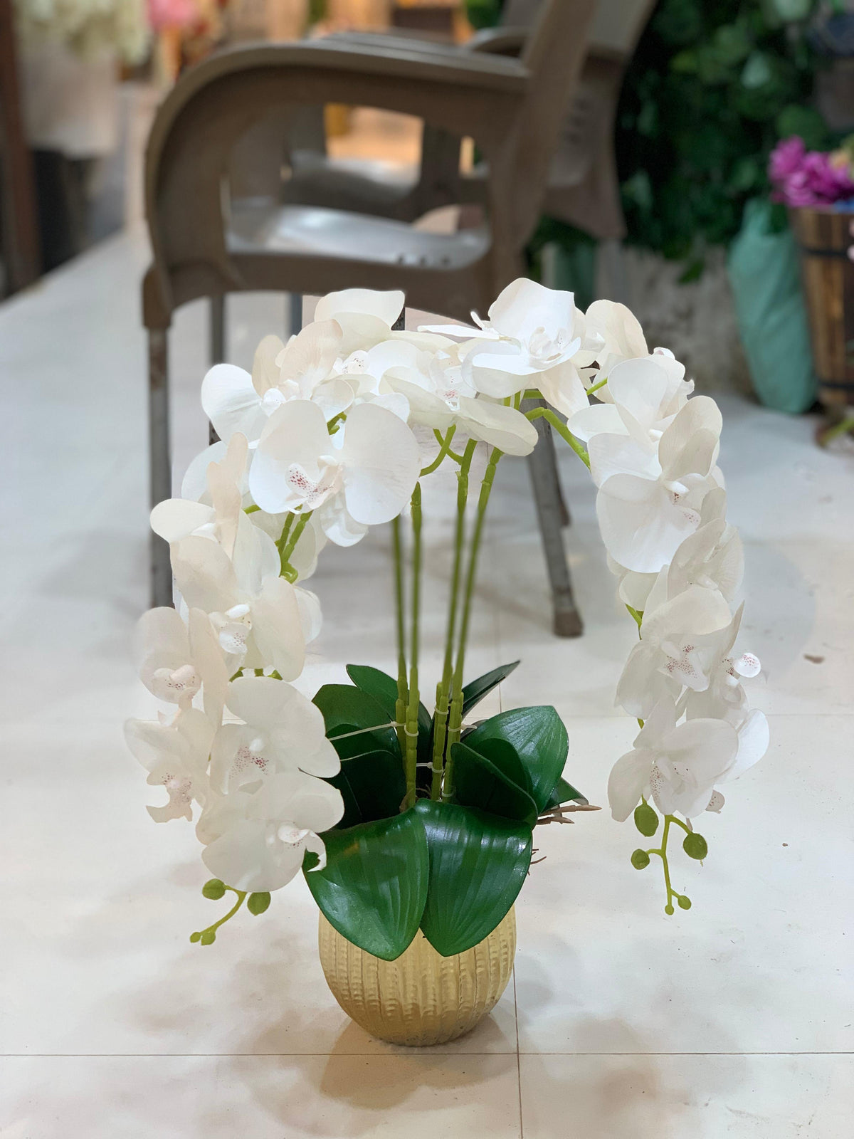 Graceful Orchid with Pot