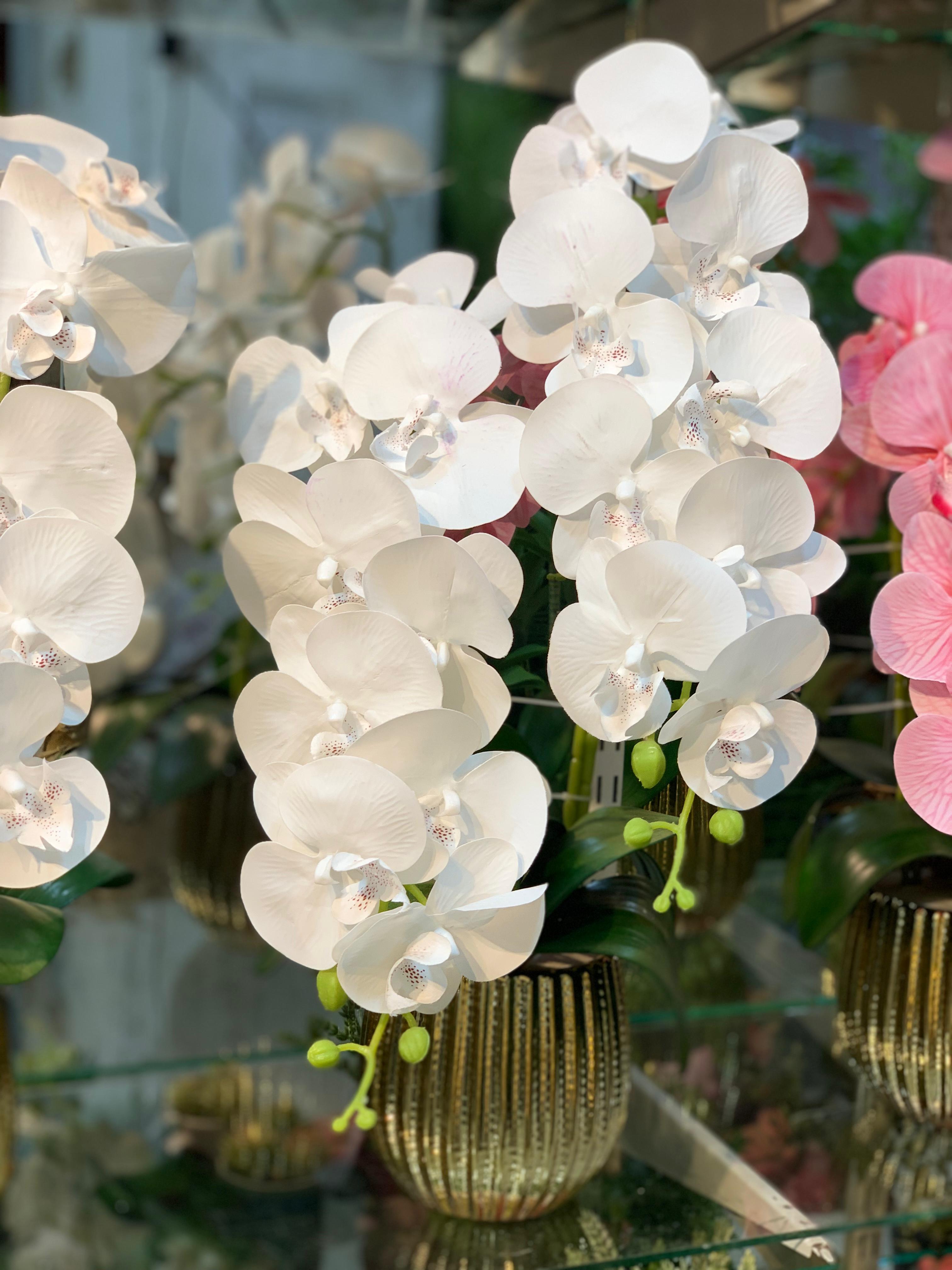 Orchid Oasis With Pot