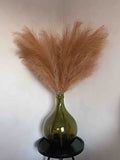 Pampas Grass